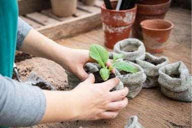 National trust seeds, pots and planters