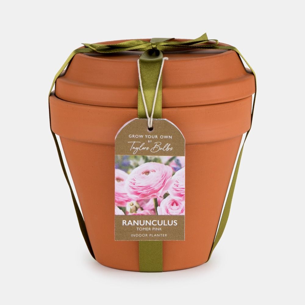 Terracotta Pot Ranunculus