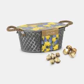 Outdoor Trough, Muscari & Tete a Tete