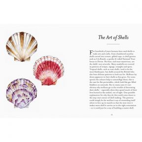 National Trust Shell Spotters Guide