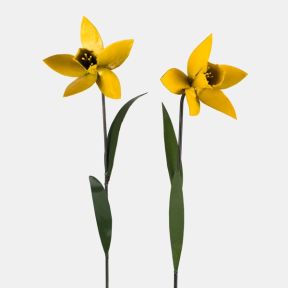 Daffodil Plant Stake, Set of 2