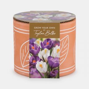 Indoor Planter Leaf Terracotta, Crocus