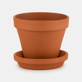 Terracotta Pot Ranunculus
