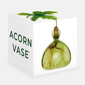 Ilex Studio Acorn Starter Vase