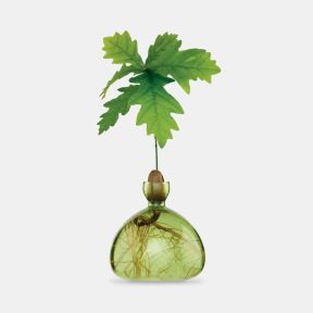 Ilex Studio Acorn Starter Vase