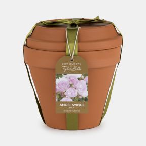 Terracotta-style indoor planter gift set by Taylors Bulbs, featuring an Angel Wings rose plant. The decorative pot is topped with a matching saucer and tied with a green ribbon, with a hanging label showing pale pink rose blooms and growing information.