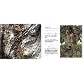 50 Great Trees of the National Trust