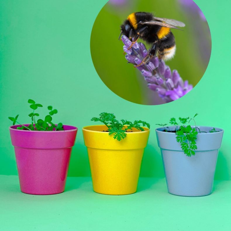 Seedball Bee Mix Grab Bag