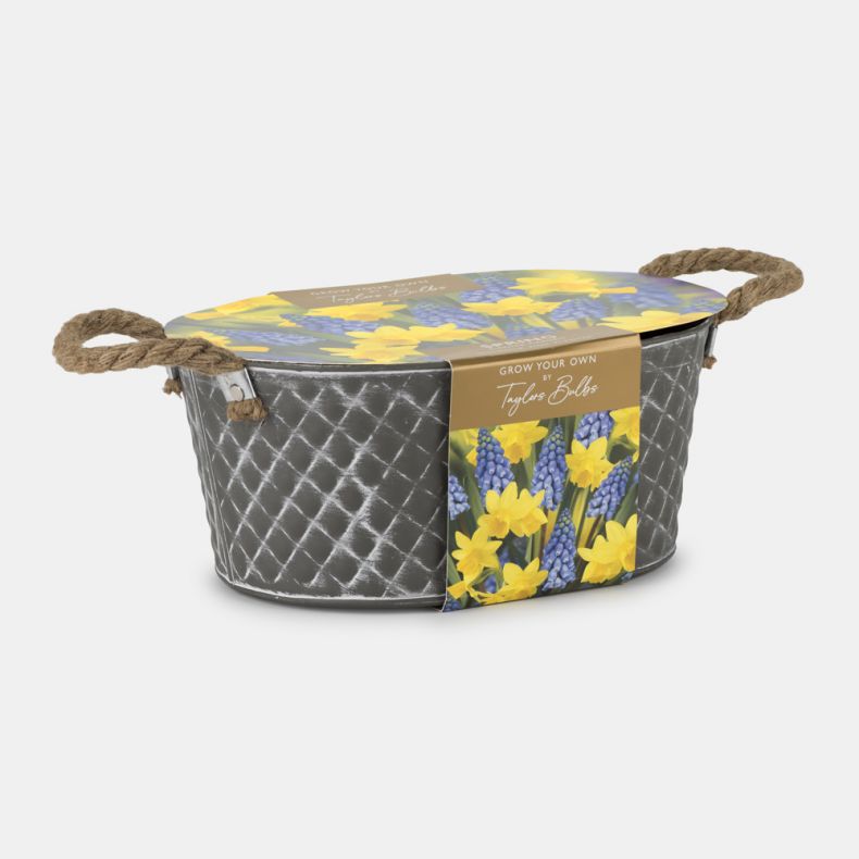 Outdoor Trough, Muscari & Tete a Tete