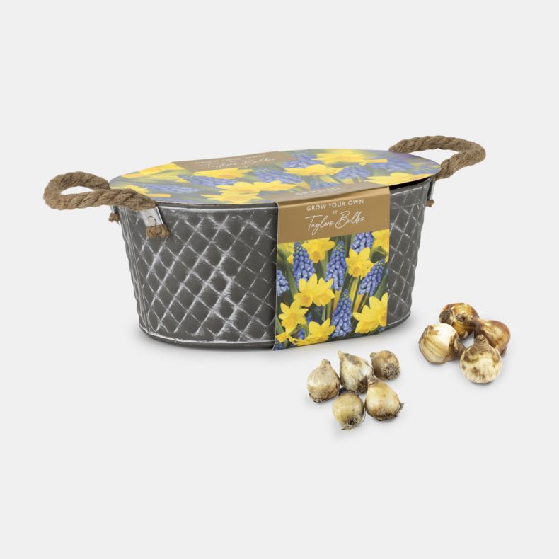 Outdoor Trough, Muscari & Tete a Tete