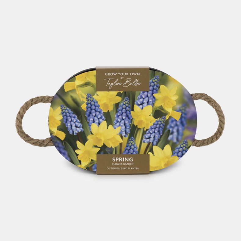 Outdoor Trough, Muscari & Tete a Tete