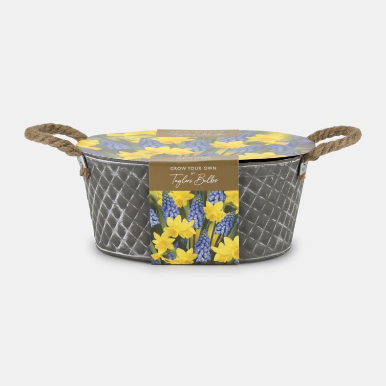 Outdoor Trough, Muscari & Tete a Tete