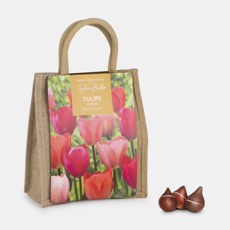 Angled view of a Grow Your Own Tulips gift bag by Taylors Bulbs, featuring a colourful photograph of pink and coral Darwin tulips. The reusable jute-style bag is shown alongside three tulip bulbs and contains 20 bulbs for planting and growing at home.