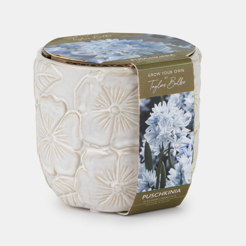 Indoor Planter Floral Embossed, Puschkinia