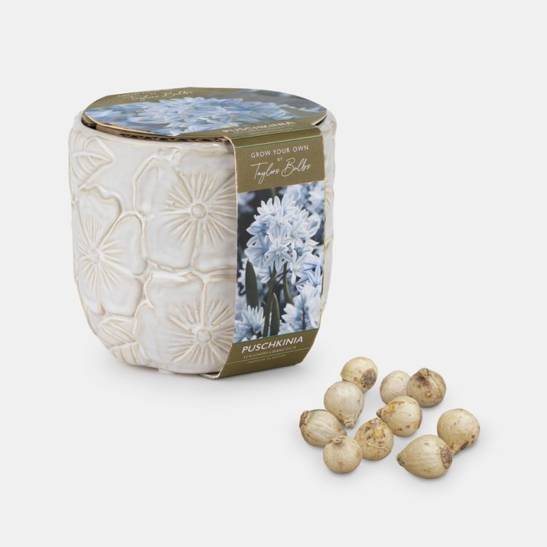 Indoor Planter Floral Embossed, Puschkinia