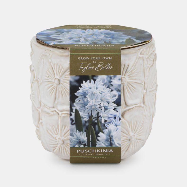 Indoor Planter Floral Embossed, Puschkinia
