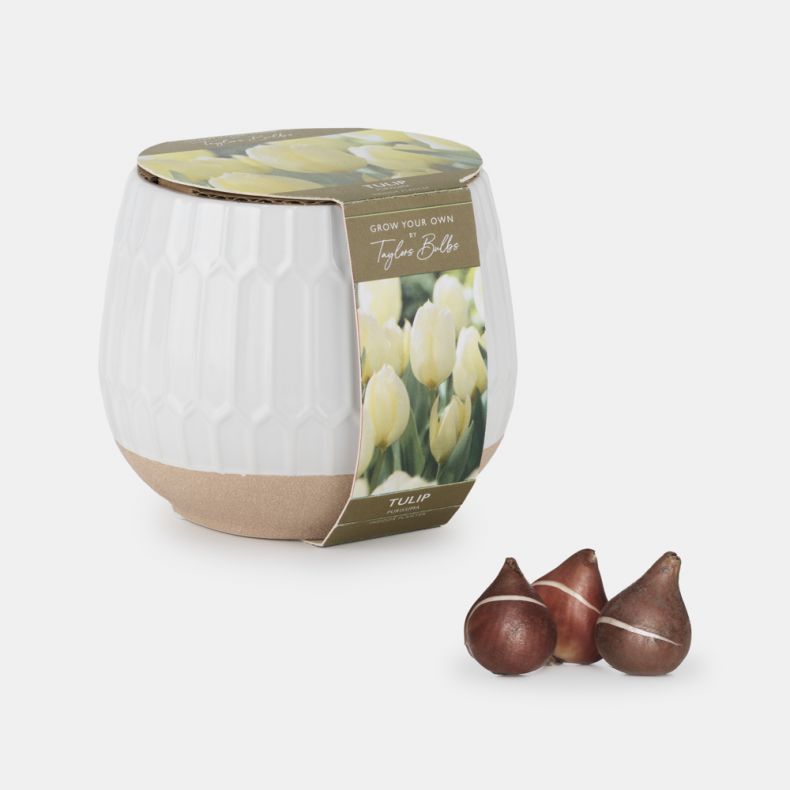 Indoor Ceramic Planter, Tulips