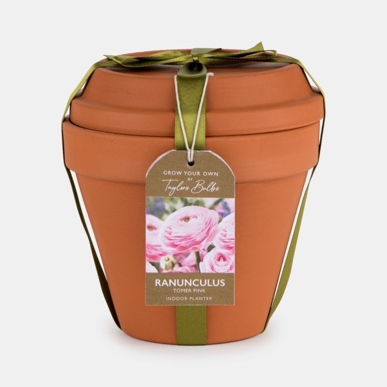 Terracotta Pot Ranunculus