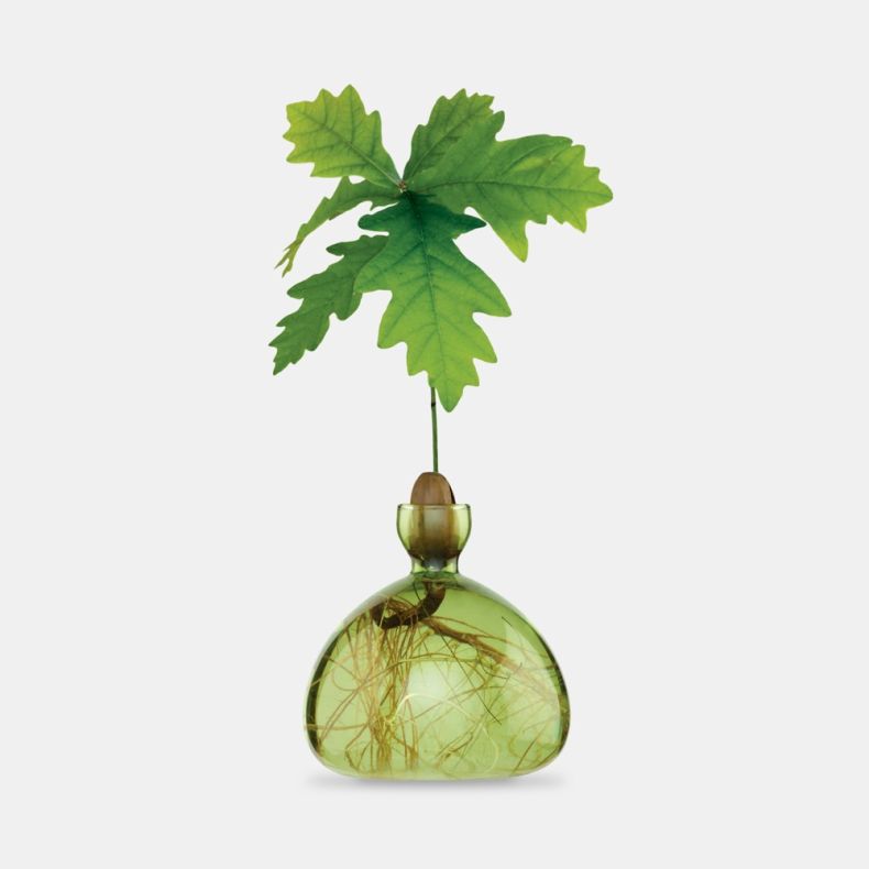 Ilex Studio Acorn Starter Vase