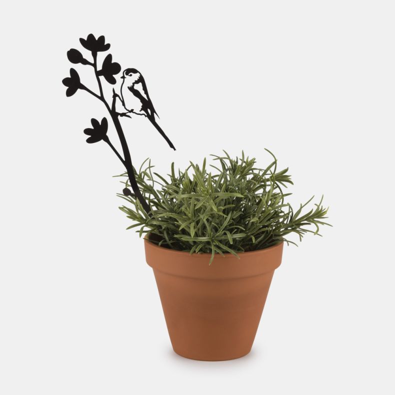 Pot Stem, Long Tailed Tit on Blossom