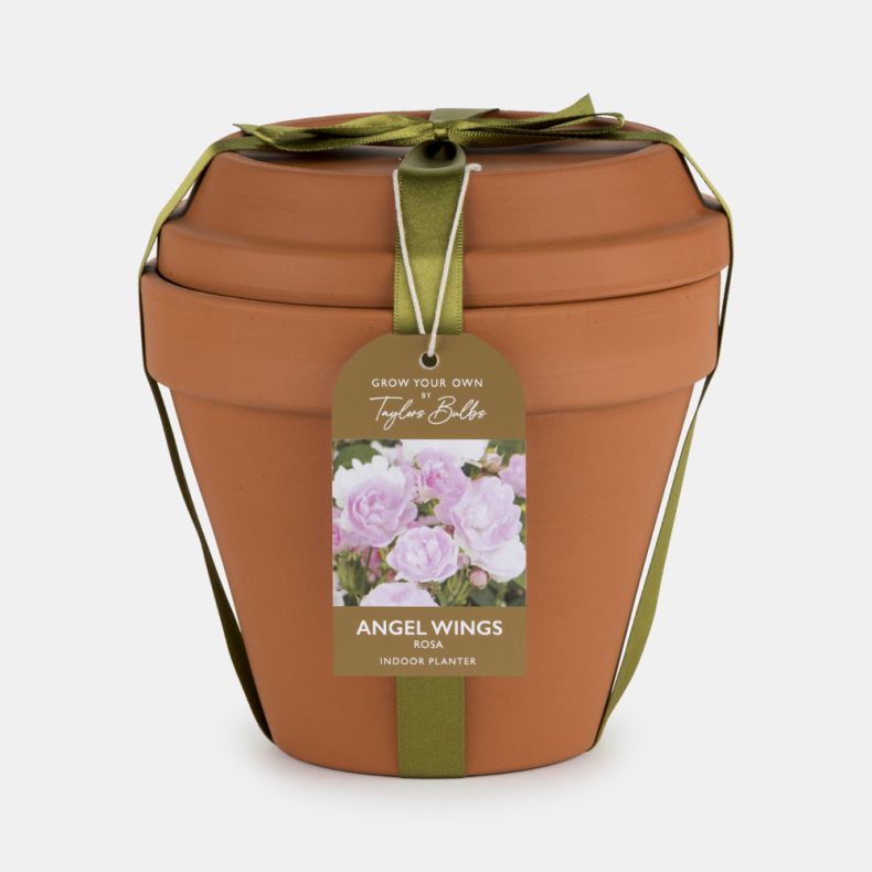 Terracotta-style indoor planter gift set by Taylors Bulbs, featuring an Angel Wings rose plant. The decorative pot is topped with a matching saucer and tied with a green ribbon, with a hanging label showing pale pink rose blooms and growing information.