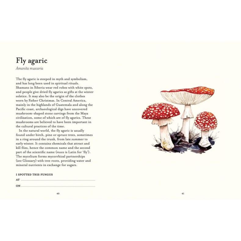 Open spread from The Fungi Spotter’s Guide featuring a page about the fly agaric (Amanita muscaria). Text describes its folklore and ecology, with a large watercolour illustration of three red-and-white spotted fly agaric mushrooms on the facing page.