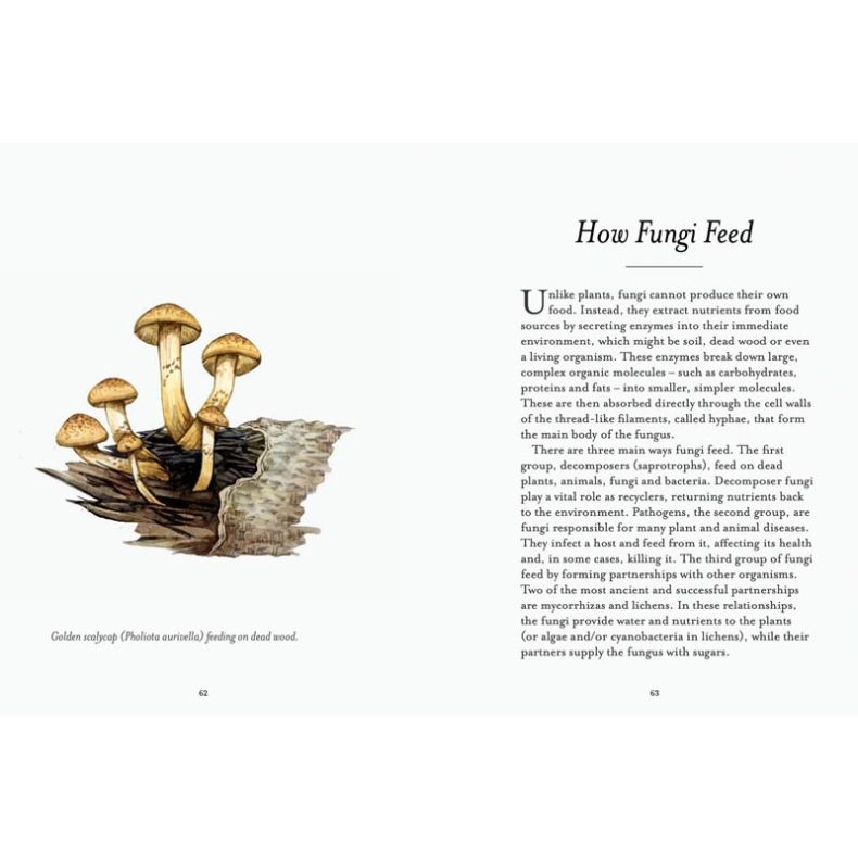 Open book spread titled “How Fungi Feed.” One page contains explanatory text about how fungi obtain nutrients, while the facing page shows a watercolour illustration of golden scalycap mushrooms growing from a piece of dead wood, with a caption identifyin