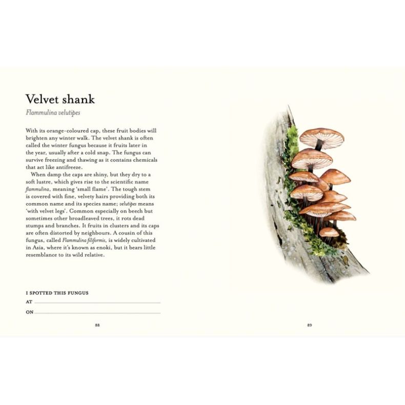 Open spread from The Fungi Spotter’s Guide featuring the velvet shank (Flammulina velutipes). One page provides identification and habitat information, while the facing page shows a watercolour illustration of clusters of brown-capped mushrooms growing on